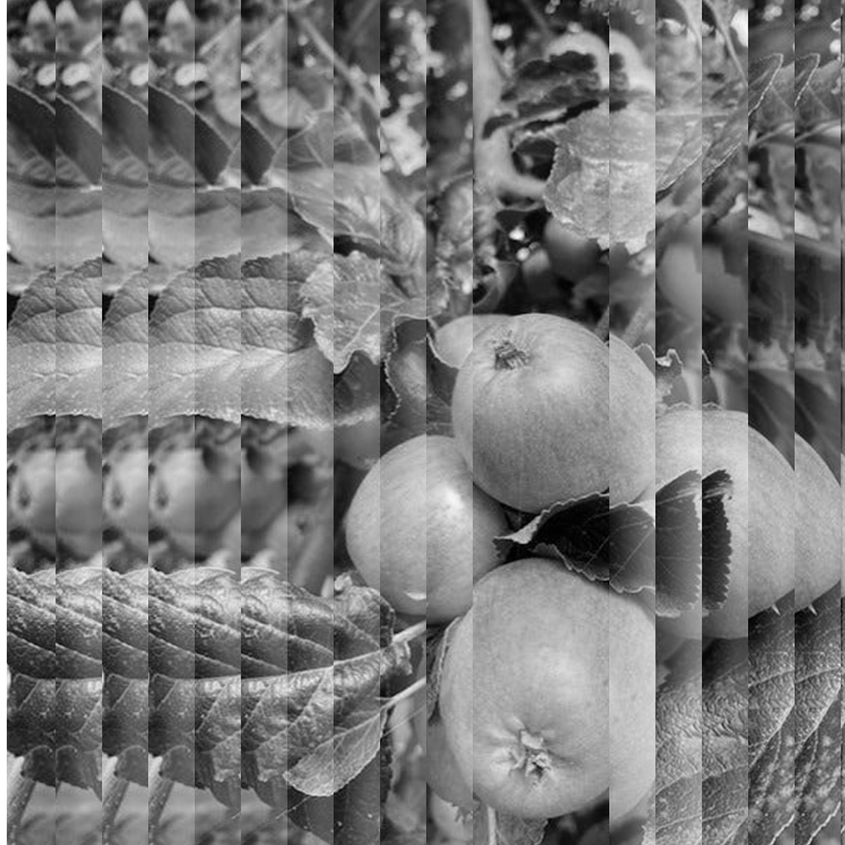 F is for Fermentation – A Place and Time for Cider